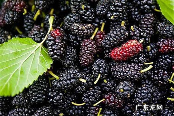 桑葚干的功效与作用需要注意什么