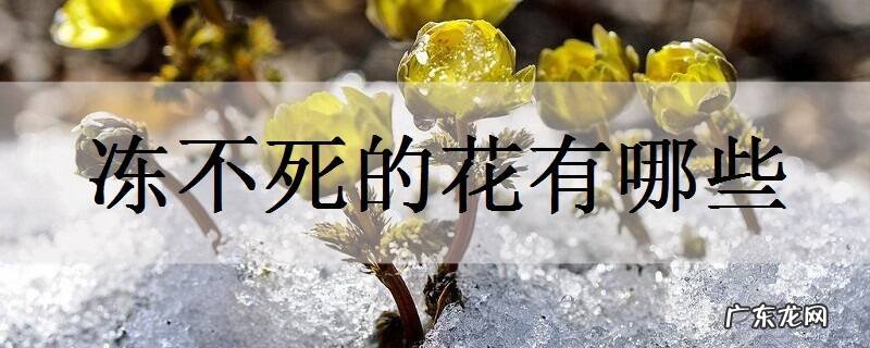 冻不死的花有哪些能耐多少度低温