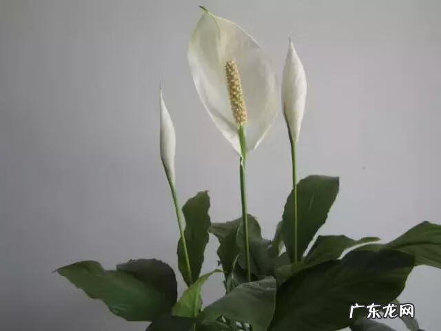 虎头山影风水作用 虎头山影风水好吗