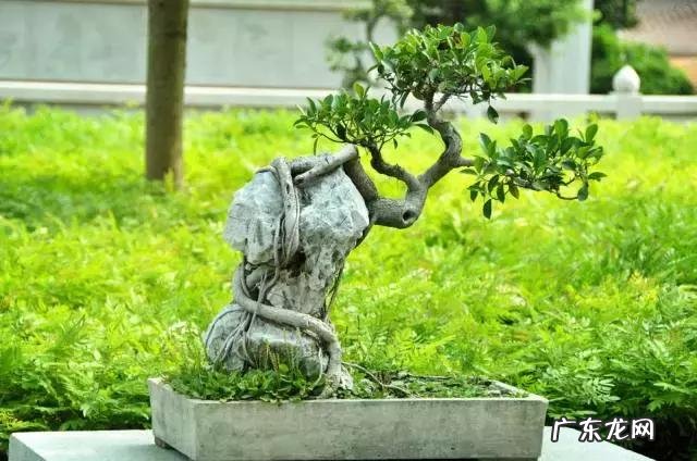 虎头山影风水作用 虎头山影风水好吗