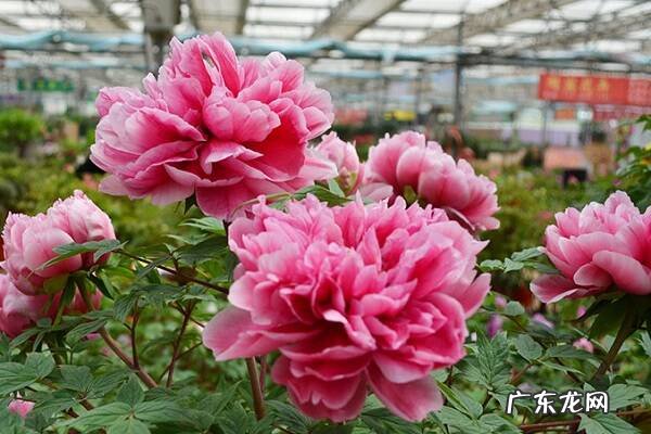 牡丹花怎么养长得好需要满足哪些条件