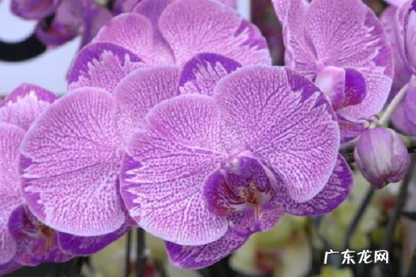 蝴蝶兰冬天怎么养如何安全过冬