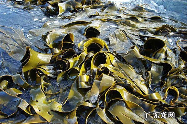 产妇必吃的12种蔬菜有哪些