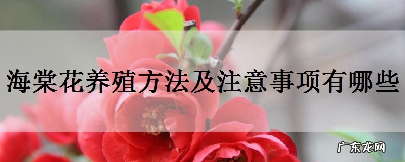 海棠花养殖方法及注意事项有哪些