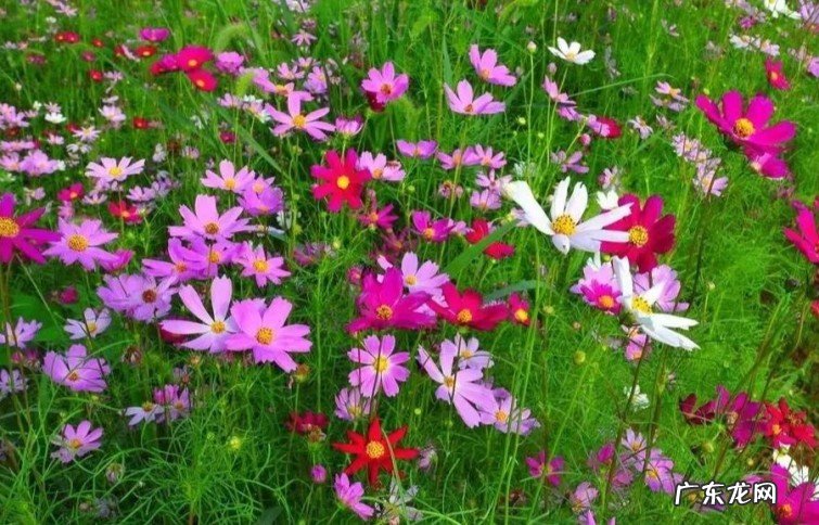 水平最高的十首蝶恋花诗词 经典的蝶恋花古诗有哪些