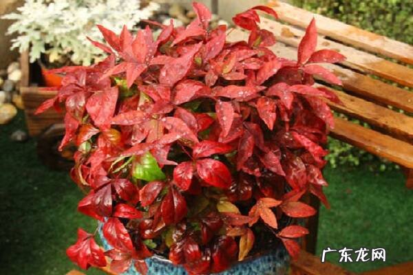 盆栽南天竹冬季怎么养护如何安全过冬