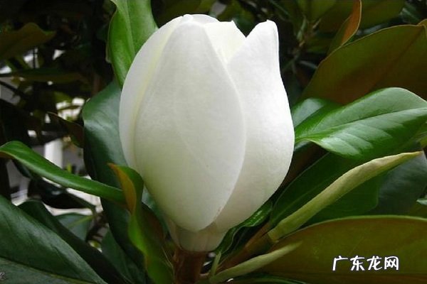 广玉兰冬天怎么养如何才能安全过冬