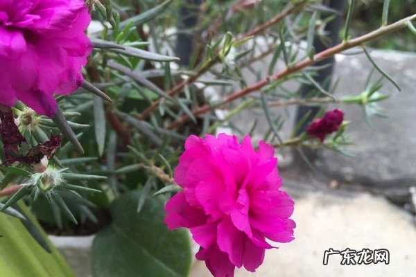 掐不死花冬天能开花吗冬季如何养护