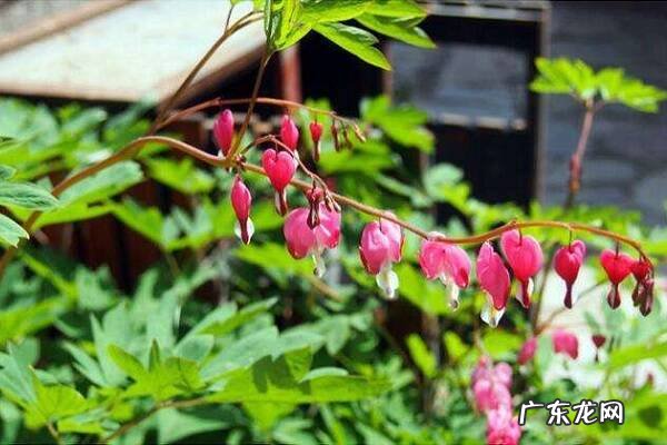 姜荷花冬天能开花吗如何安全过冬