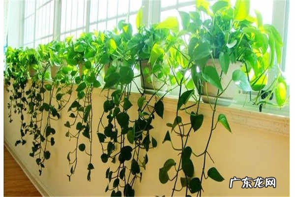 一棵绿萝七个鬼依据是什么