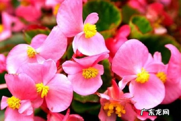 四季海棠冬天怎么养如何安全过冬