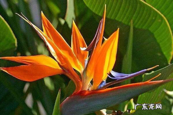 天堂鸟叶子卷起来发黄怎么解决