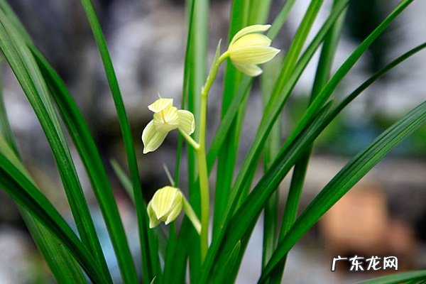 兰花怎么养发芽快养护方法是什么