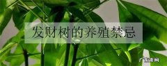 发财树的养殖禁忌需要注意什么