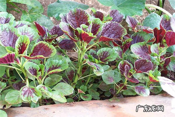 孕妇十大禁忌蔬菜什么菜不能吃