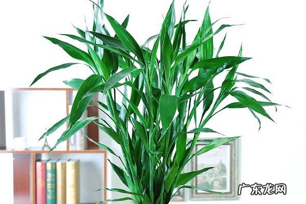 转运竹叶子发黄怎么办原因及解决方法是什么