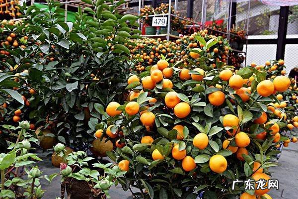 金桔树冬天怎么养安全过冬的方法