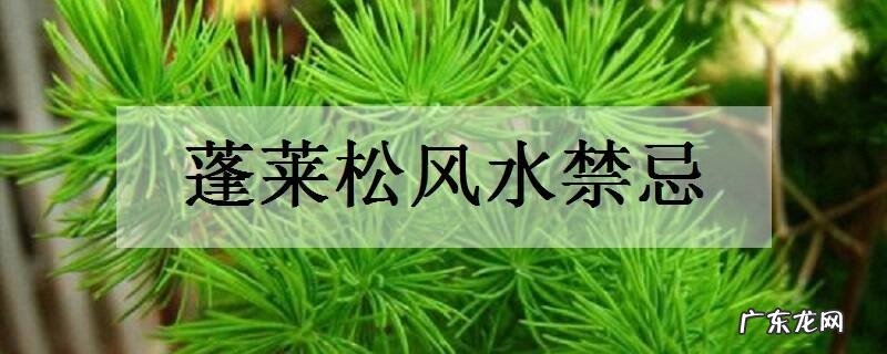 蓬莱松风水禁忌有哪些