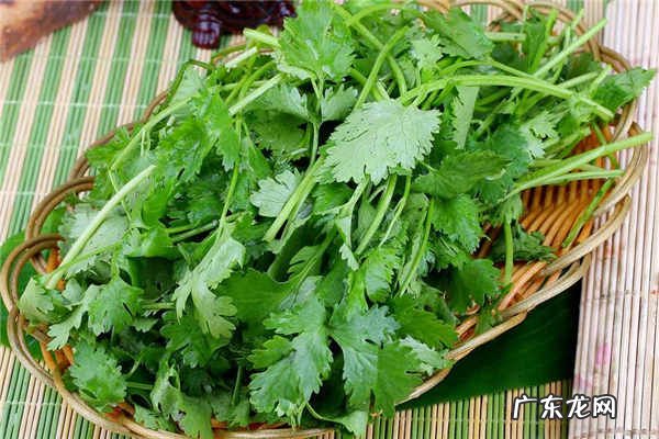 什么蔬菜冬天冻不死