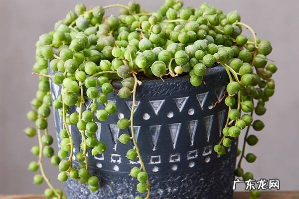 佛珠怎么换盆都有哪些步骤