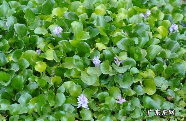 水葫芦的风水作用 水葫芦和水仙花是不是对风水不好
