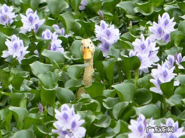 水葫芦的风水作用 水葫芦和水仙花是不是对风水不好