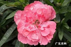 康乃馨冬天会冻死吗如何安全过冬