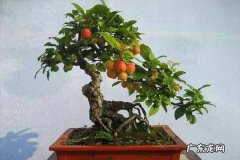 盆栽植物冬天什么时候入室入室越冬注意事项