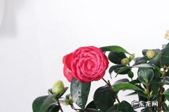 茶花零下十度会冻死吗冬季要怎么养护