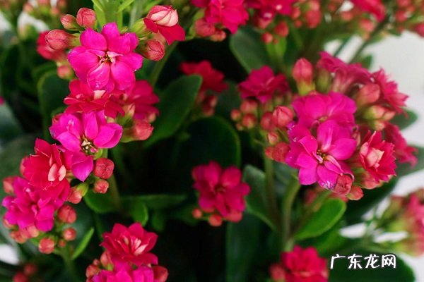 家养长寿花怎么过冬安全过冬需要怎么做