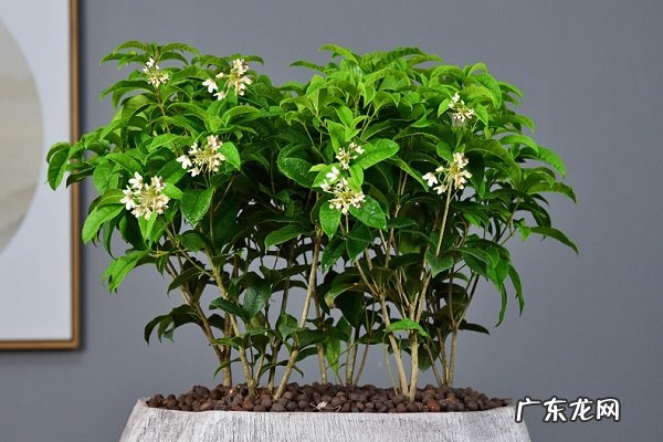 桂花怎么养才能更旺盛养好的方法是什么