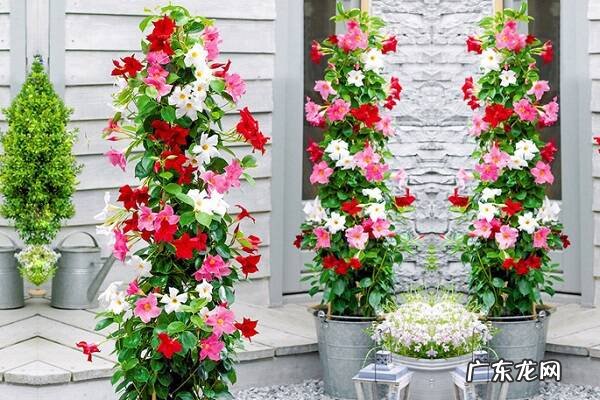 飘香藤叶子为什么发黄叶子发黄要怎么解决