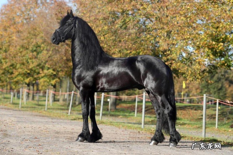 全球十大最好的马种盘点 世界上最贵马种排行榜