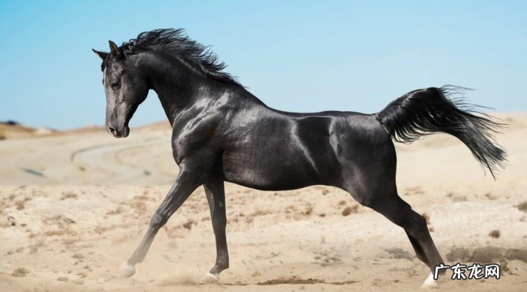 全球十大最好的马种盘点 世界上最贵马种排行榜