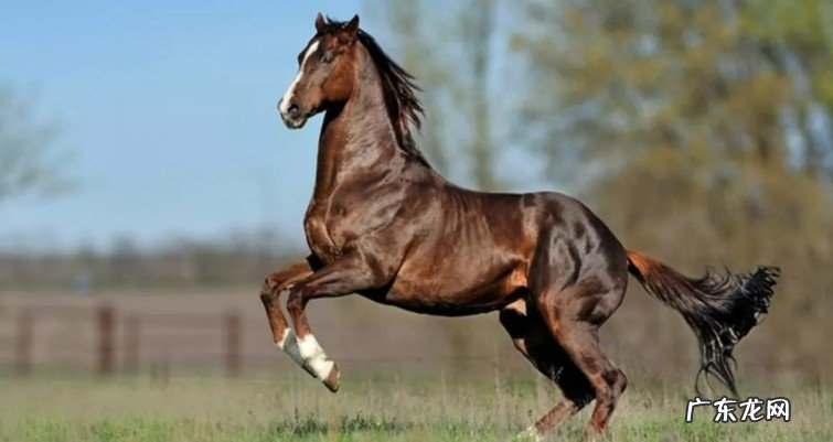 全球十大最好的马种盘点 世界上最贵马种排行榜