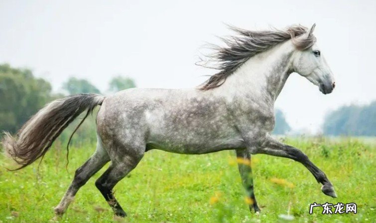 全球十大最好的马种盘点 世界上最贵马种排行榜