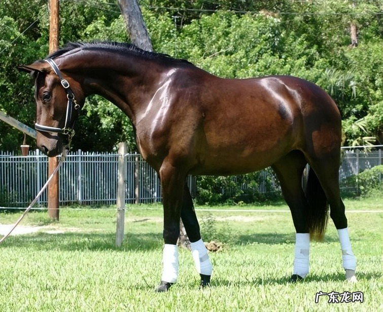 全球十大最好的马种盘点 世界上最贵马种排行榜