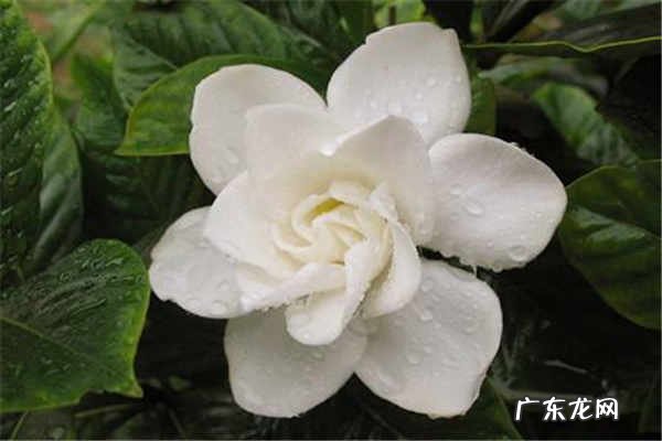 栀子花秋天怎么养需要注意什么