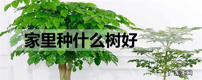 家里种什么树好适合在家里种的树