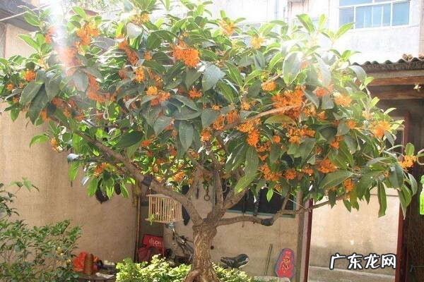 盆栽桂花冬季能换土吗怎么进行换土