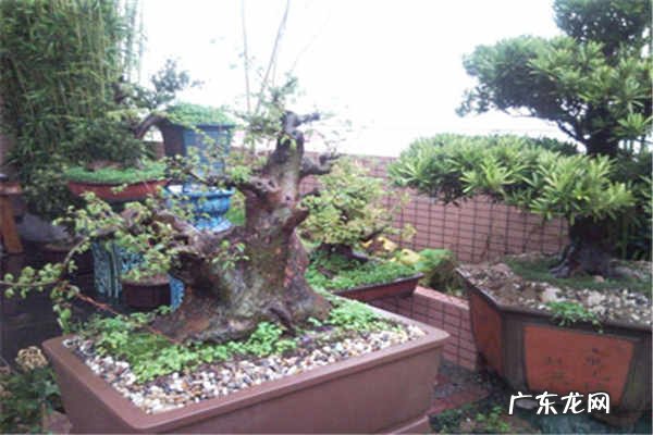 榆树盆景冬天怎么养注意事项有哪些