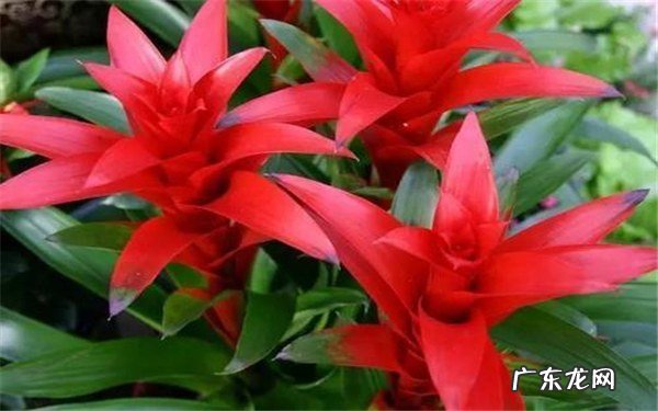 鸿运当头怎么养长得快养护方法有哪些