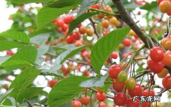 光杆樱桃树多久发芽光杆樱桃树发芽时间