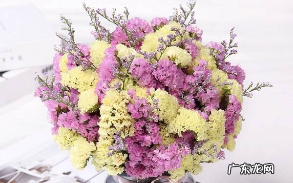 勿忘我叶子发黄怎么办叶子发黄的原因解决方法