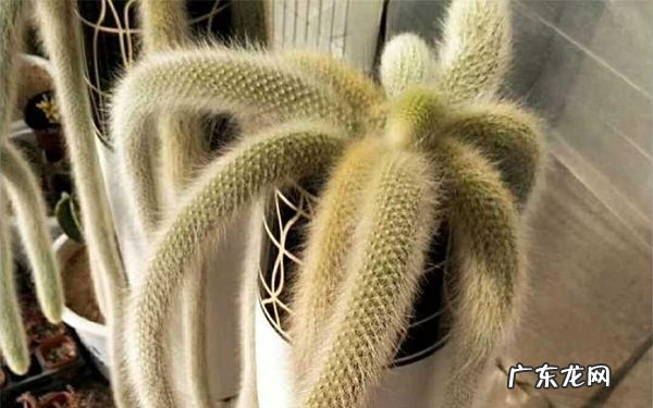 多肉九尾狐养殖方法有哪些需要注意哪些因素