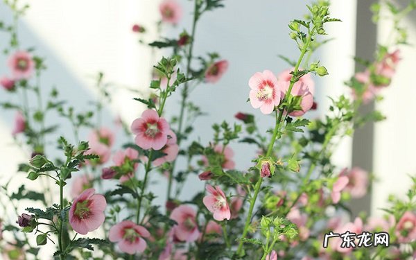 木槿盆栽怎么养要注意哪些因素