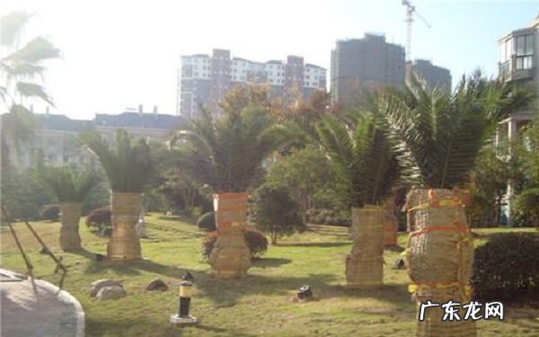 冬季为什么要给树穿衣服有哪些作用