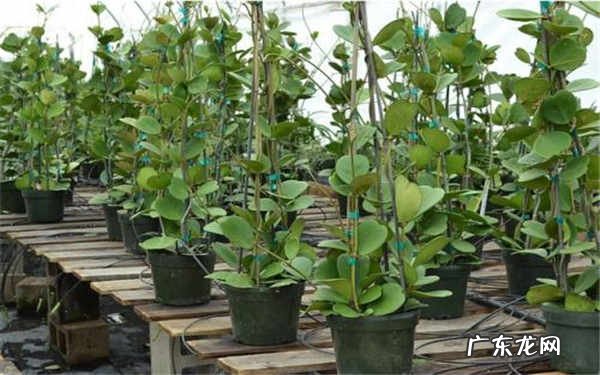 球兰冬天扦插可以吗冬季怎么养护球兰