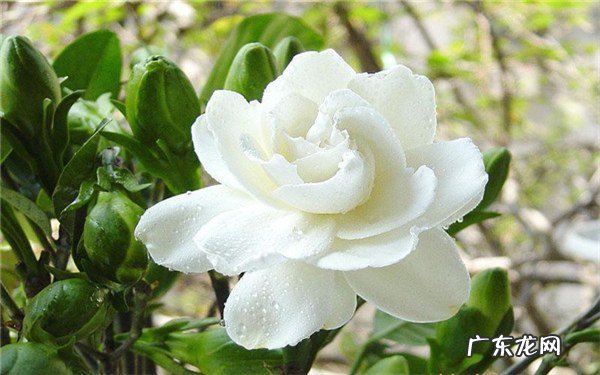 栀子花冬天开花吗花期在什么时候