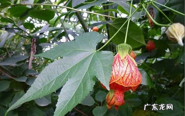 金铃花叶子发黄怎么办原因及解决方法